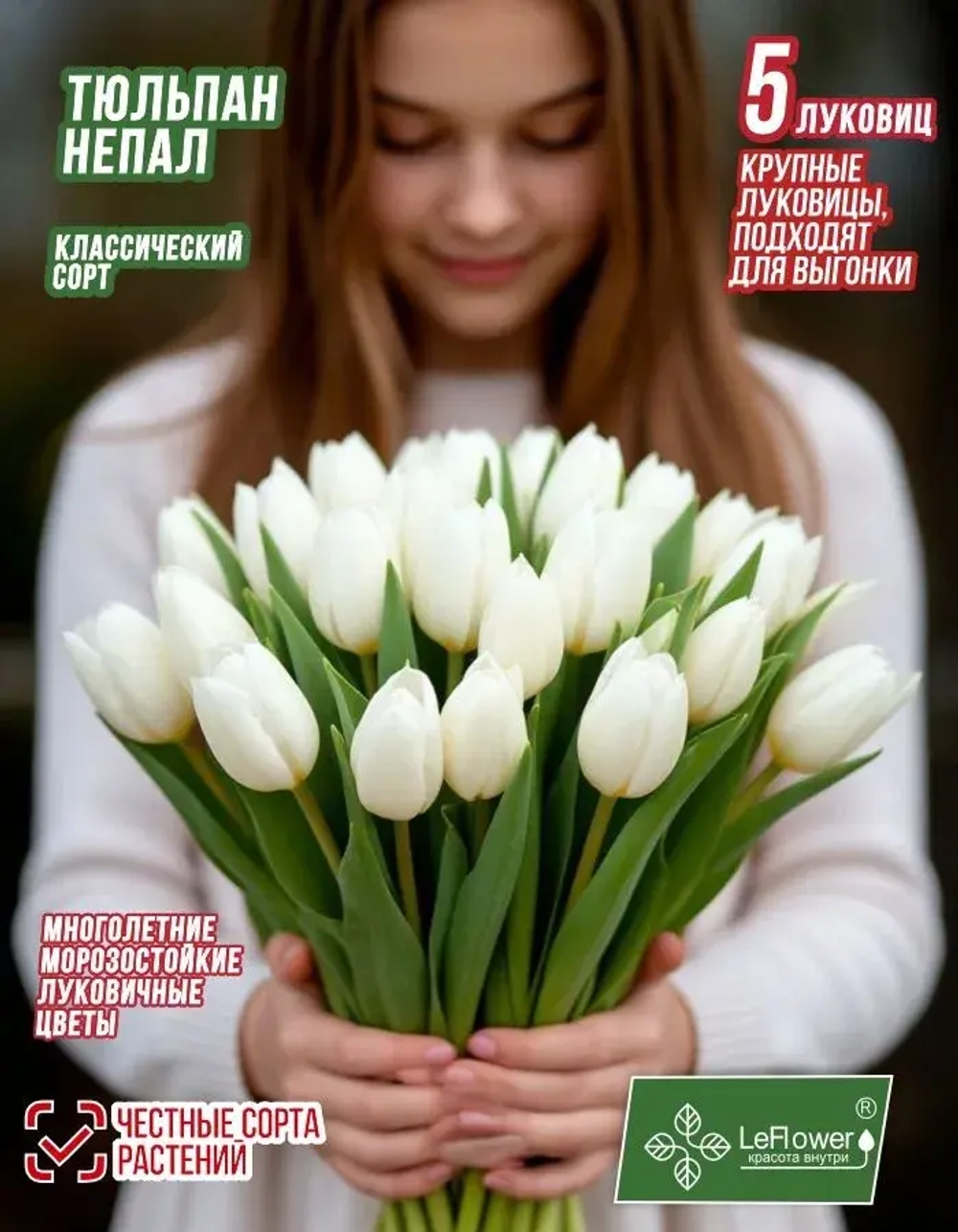 Тюльпан Луковица, Непал, 5 шт крупные