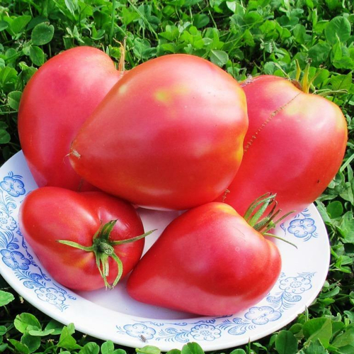 Помидоры Sterling Old Norway - Семьи Стерлингов из Старой Норвегии