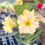 Адениум POPPY LOVE