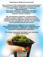 Камнеломка дернистая вечнолелёная