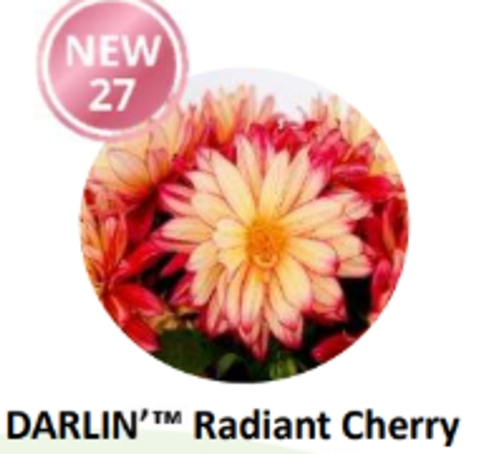 НОВИНКА 2027 ЕВРО Георгина Darlin Radiant Cherry укорененный ЕВРО черенок НАЧАЛО ЯНВАРЯ поставка 5
