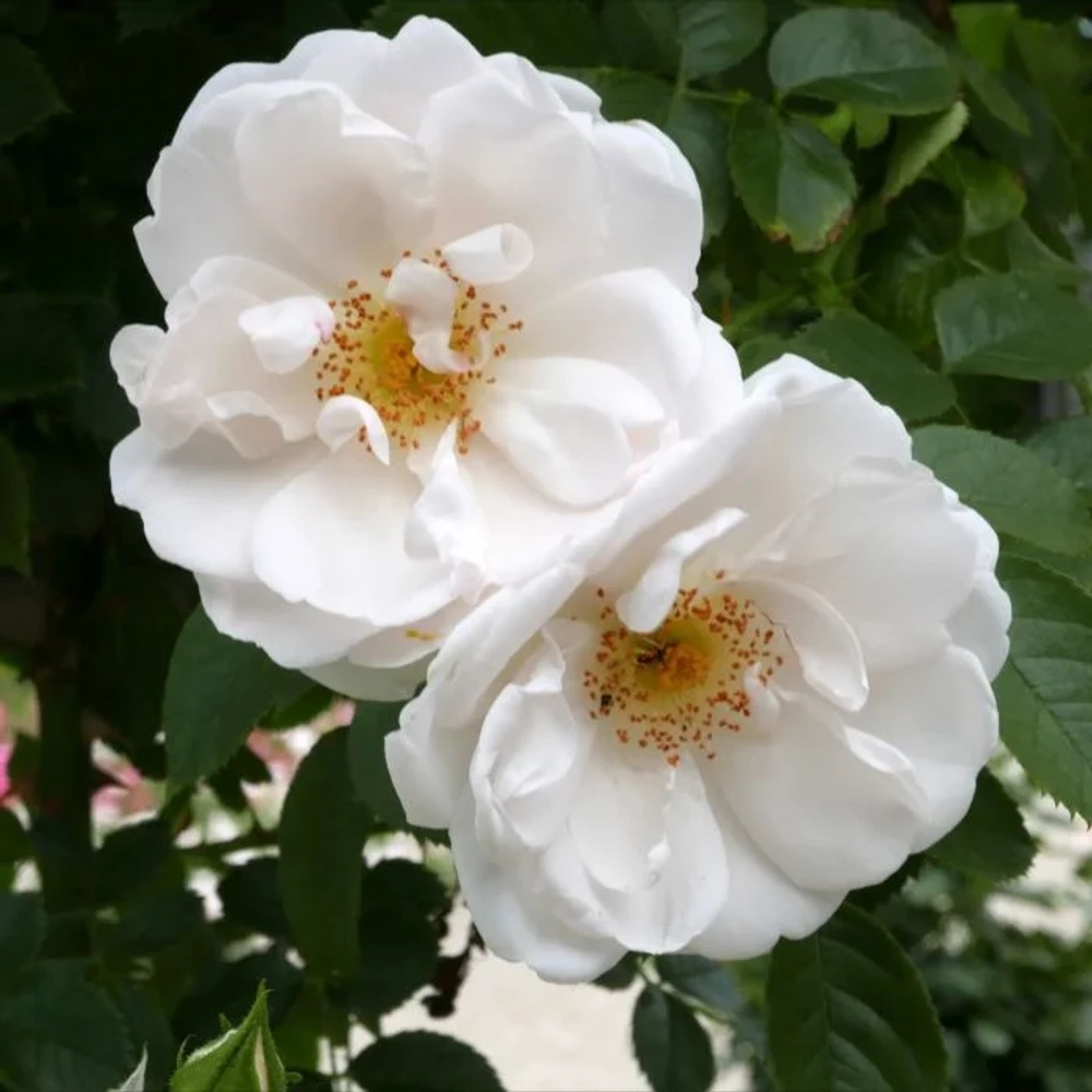 Роза плетистая "White Sunrise"