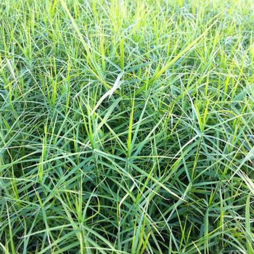 Осока пальмолистная "Little Midge". Carex muskingumensis "Little Midge"