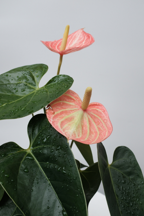 Антуриум Андреанум оранжевый