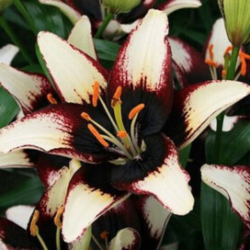 Лилия Блэк Ай