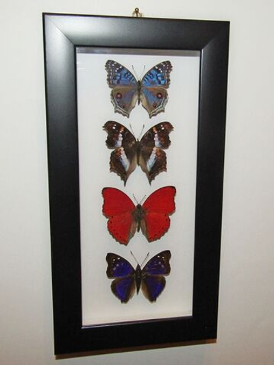 Бабочки рода Precis в рамке