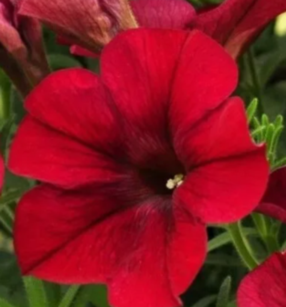 ЕВРО Петуния Alpetunia Red Velvet укорененный черенок ОКС начало декабря