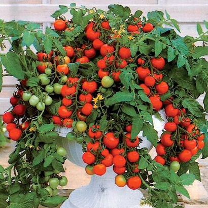 Рассада овощей на май