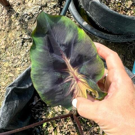 Колоказия BASTET QUEEN