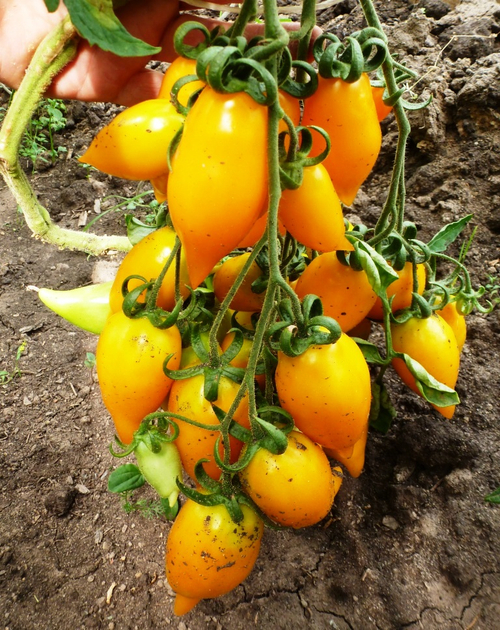 Помидоры Akmore Treasure – Сокровище