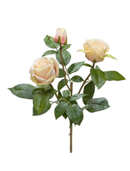 Роза Флорибунда Мидл ветвь крем-лайм-роз, в-36 см