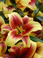 Лилия Флавия (ОТ-гибрид)