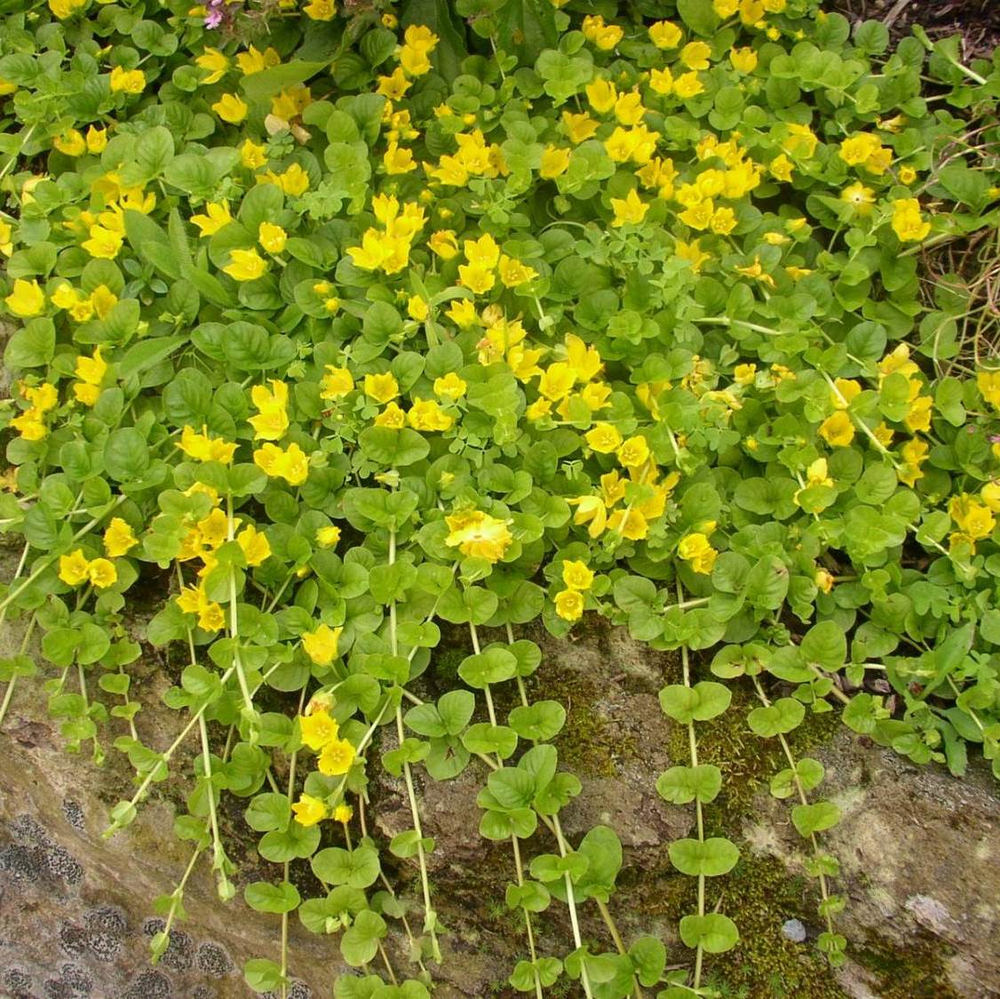 Вербейник (Lysimachia) nummularia Aurea