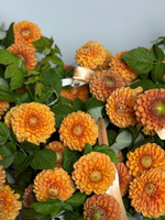 Апельсиновый бунт