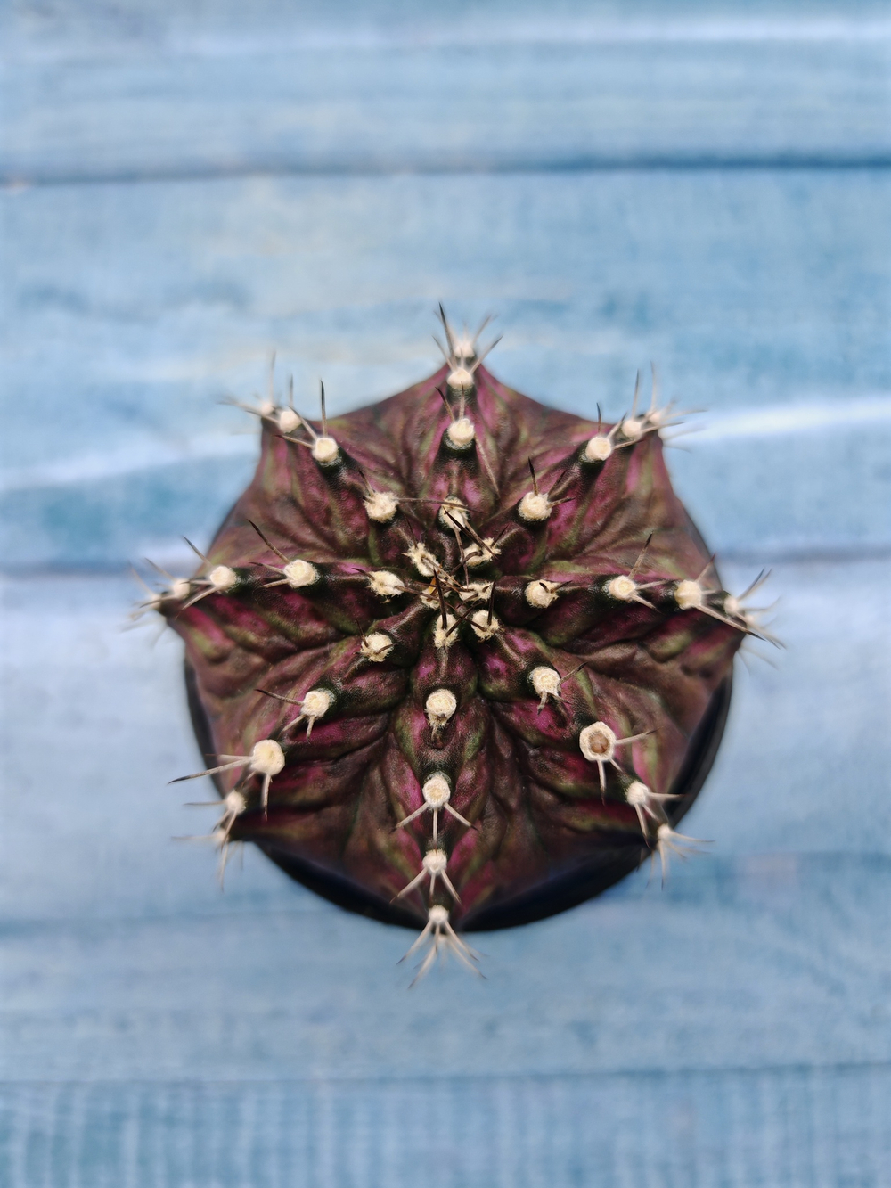 Gymnocalycium T-Rex Pink hybrid (Гимнокалициум T-rex)
