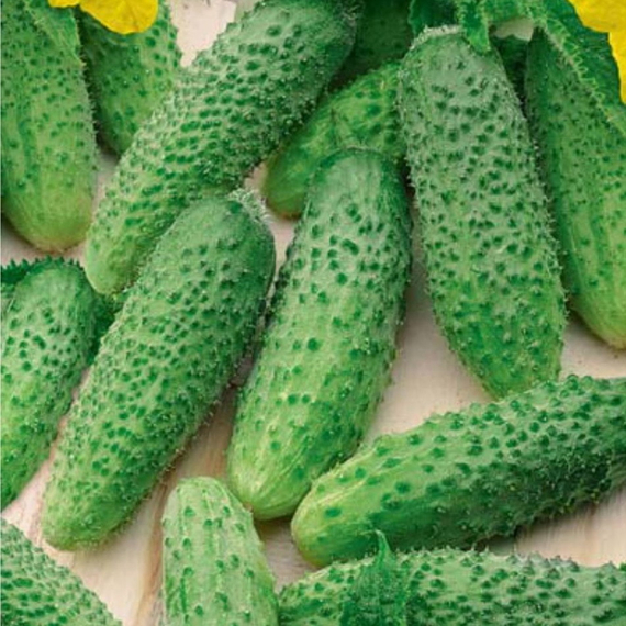 Герман F1 семена огурца (Seminis / ALEXAGRO) описание – фото 7