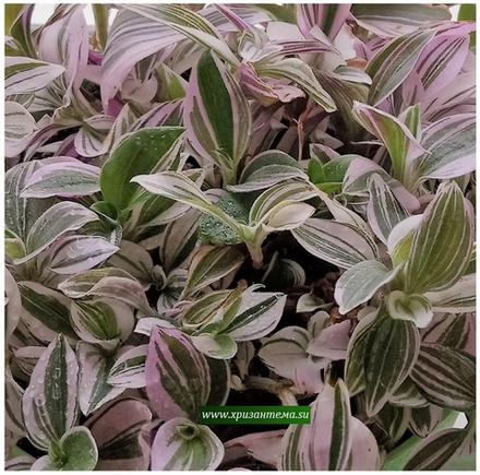Tradescantia Albiflora White-Pink
