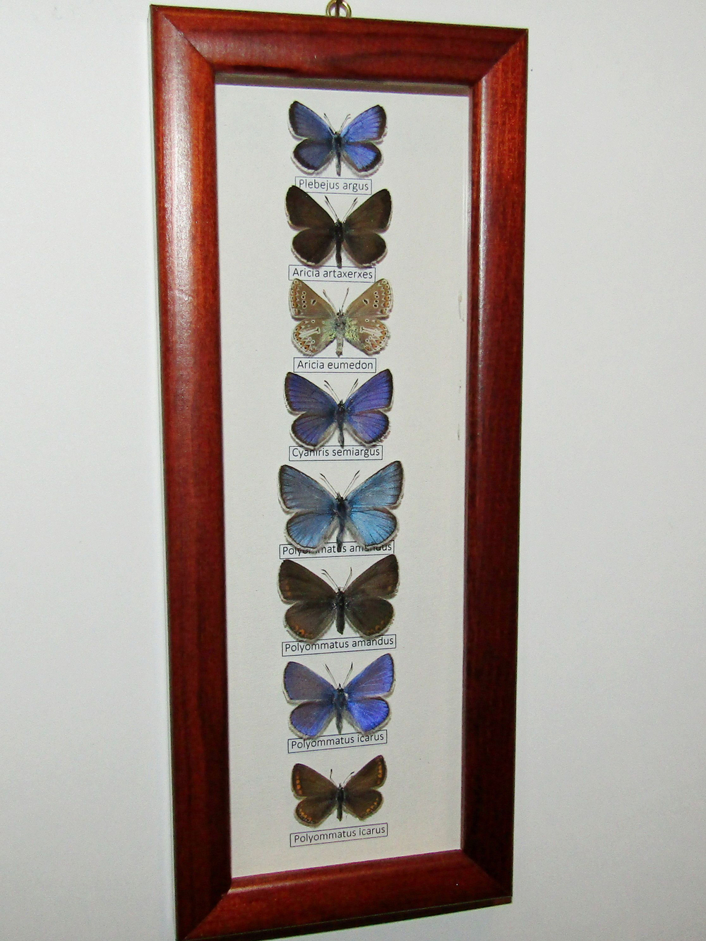 Коллекция голубянок Московской области.