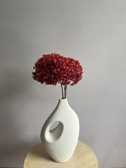 Гортензия стабилизированная бордовая