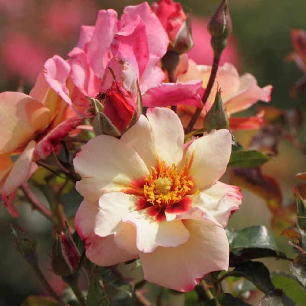 Алиссар Принцесса Финикийская (Alissar Princess of Phoenicia)