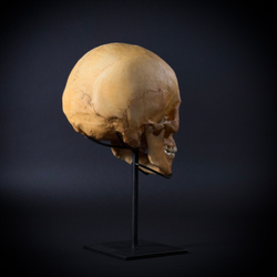 Череп человека на стойке (анатомическая модель)