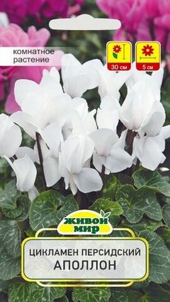 Цикламен