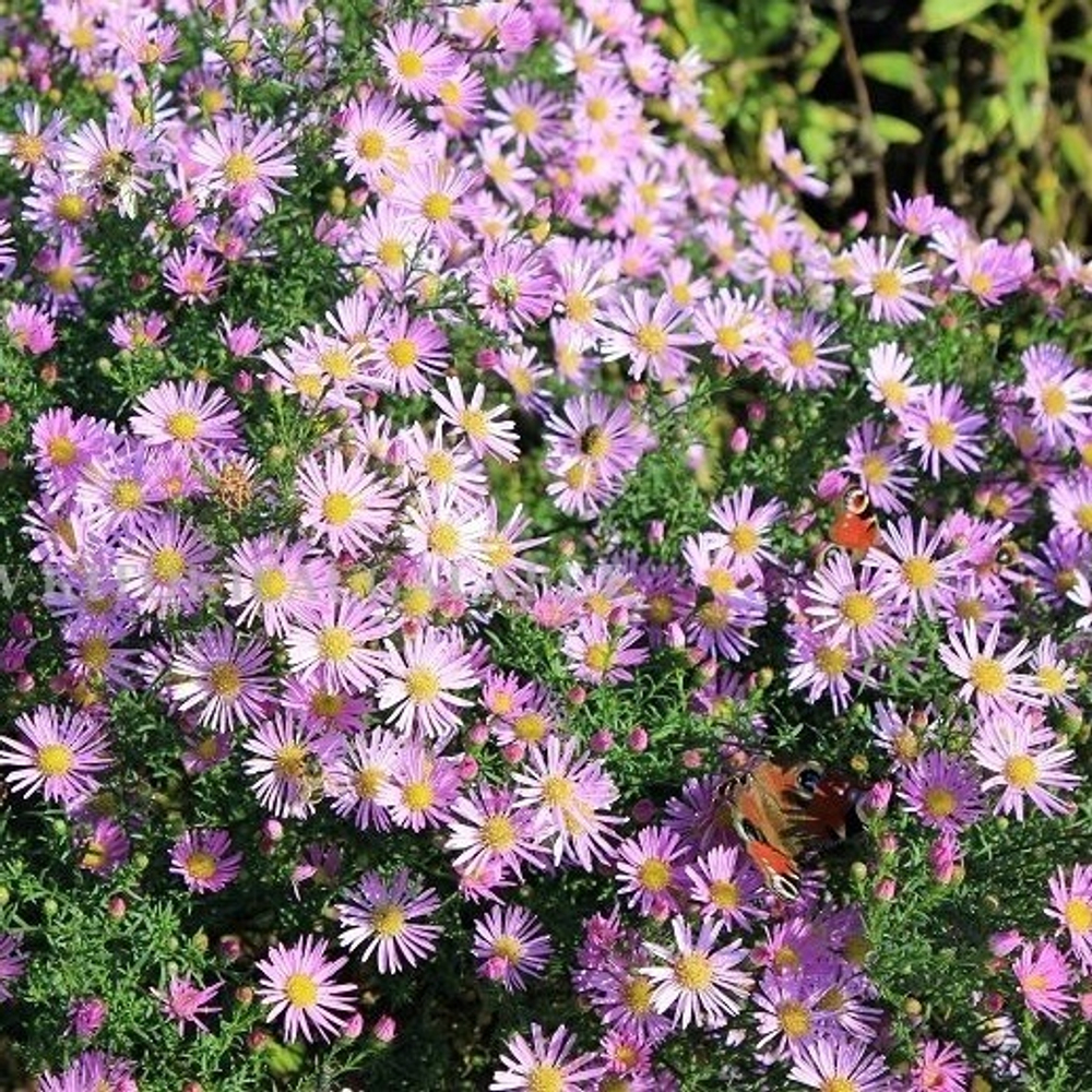 Астра вересковидная "Pink Star". Aster ericoides "Pink Star".