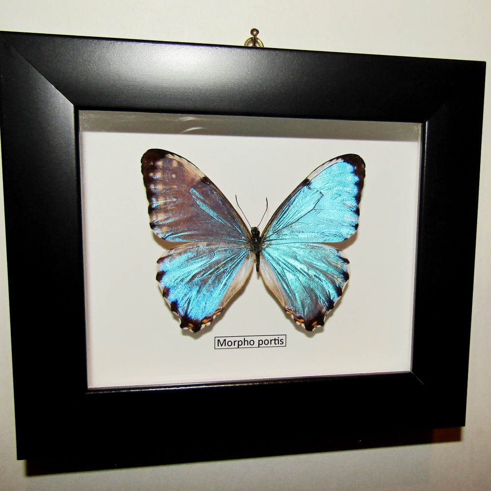 Бабочка Morpho portis в рамке