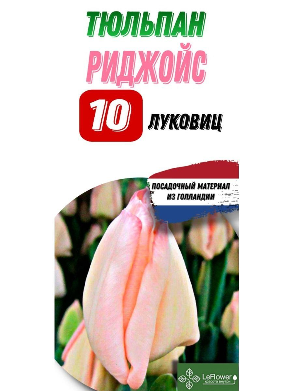 Тюльпан Луковица, Риджойс, 10шт