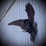 Чучело ворона