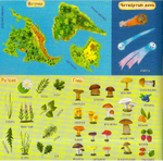 Дни творения. Татьяна Копяткевич