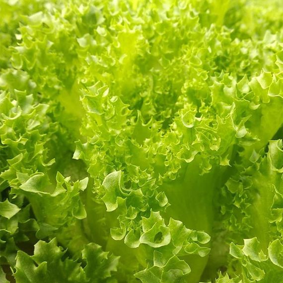 ЛАЛИК семена салата Rijk Zwaan описание