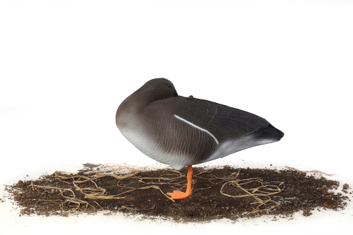 Гусь гуменник S-XPE мод. G6112X