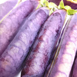 Горох Тутанхамона - King Tut Purple Pea