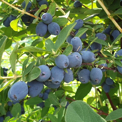 Весна 2026 год Жимолость Клубничная сенсация (Strawberry Sensation)