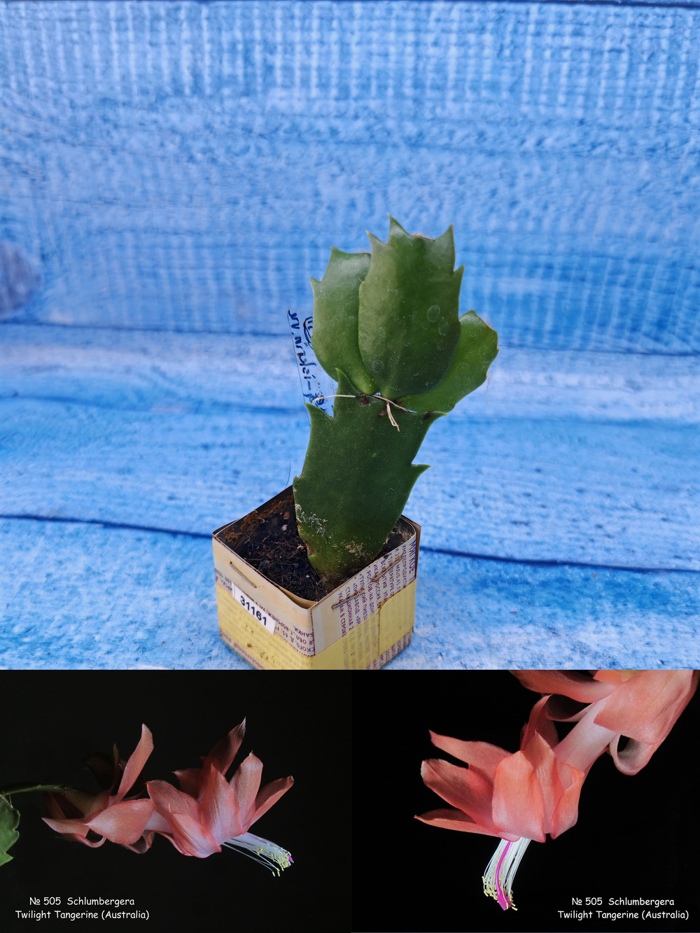 Schlumbergera cv. Twilight Tangerine (Шлюмбергера)