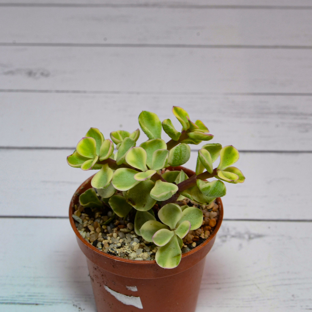 Portulacaria Afra Variegata (Портулакария)
