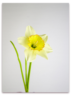 Нарцисс. Набор 2. Крупный