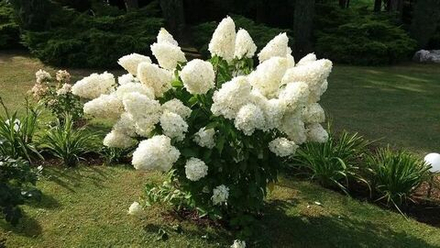 Гортензия метельчатая Полар Бир Р9