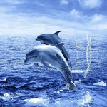 Штора для ванной комнаты Фотопринт 180*180 "ДЕЛЬФИНЫ" с кольцами Two dolphins