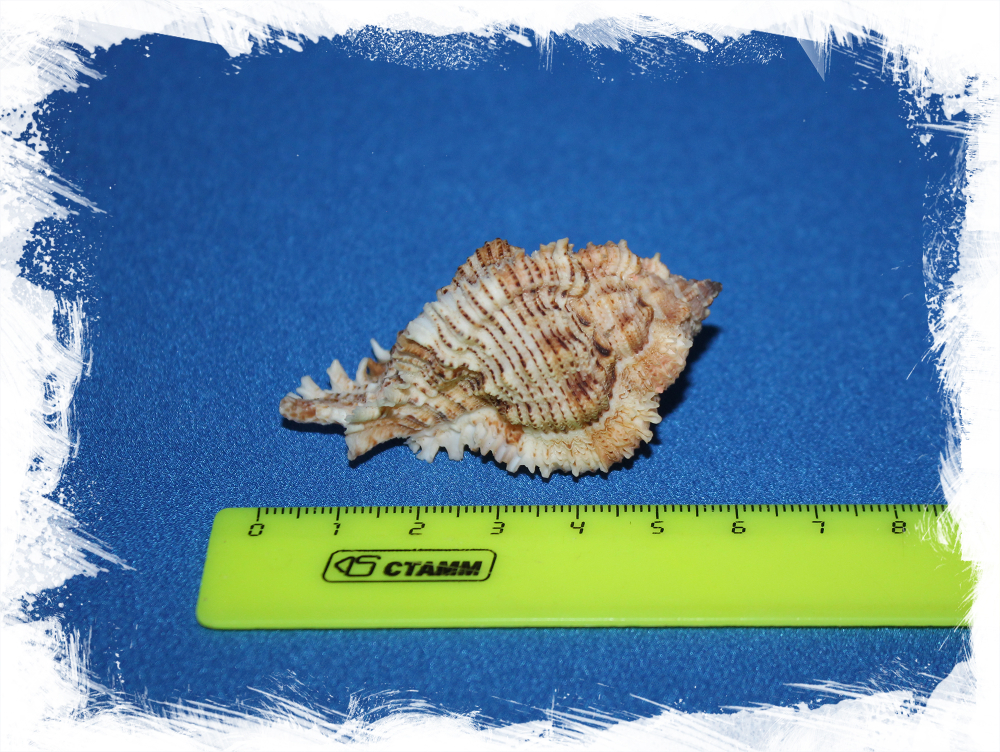 Chicomurex superbus, Chicoreus superbus, Мурекс супербус