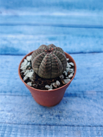 Суккулент Euphorbia Obesa (Эуфорбия)