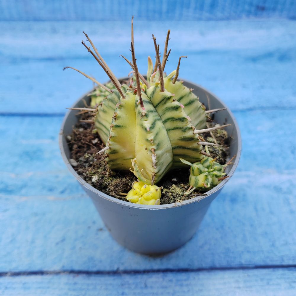 Euphorbia meloformis f. Variegated (Эуфорбия вариегатная)