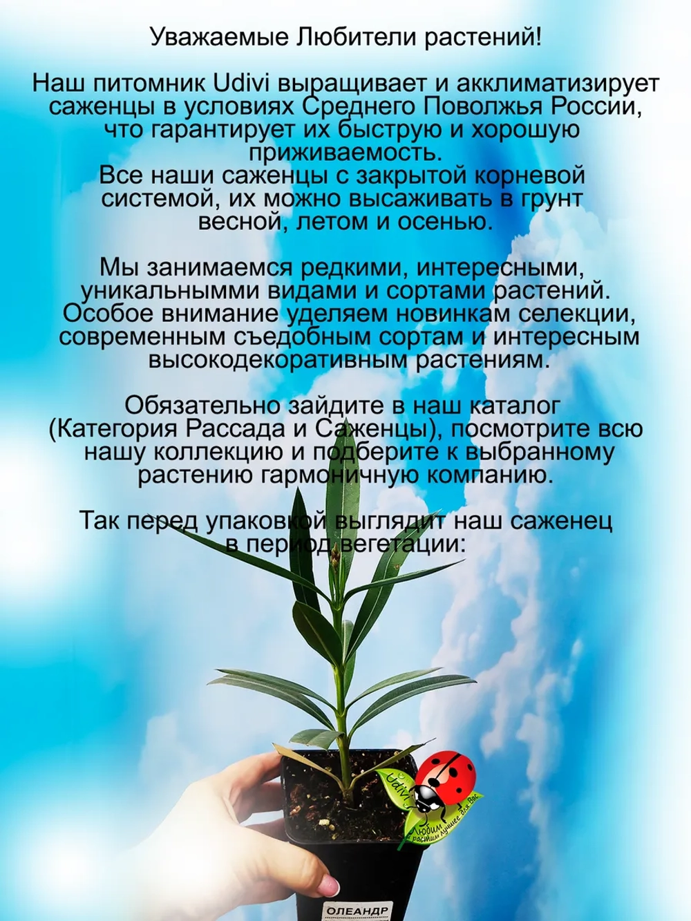 Олеандр Розовый махровый