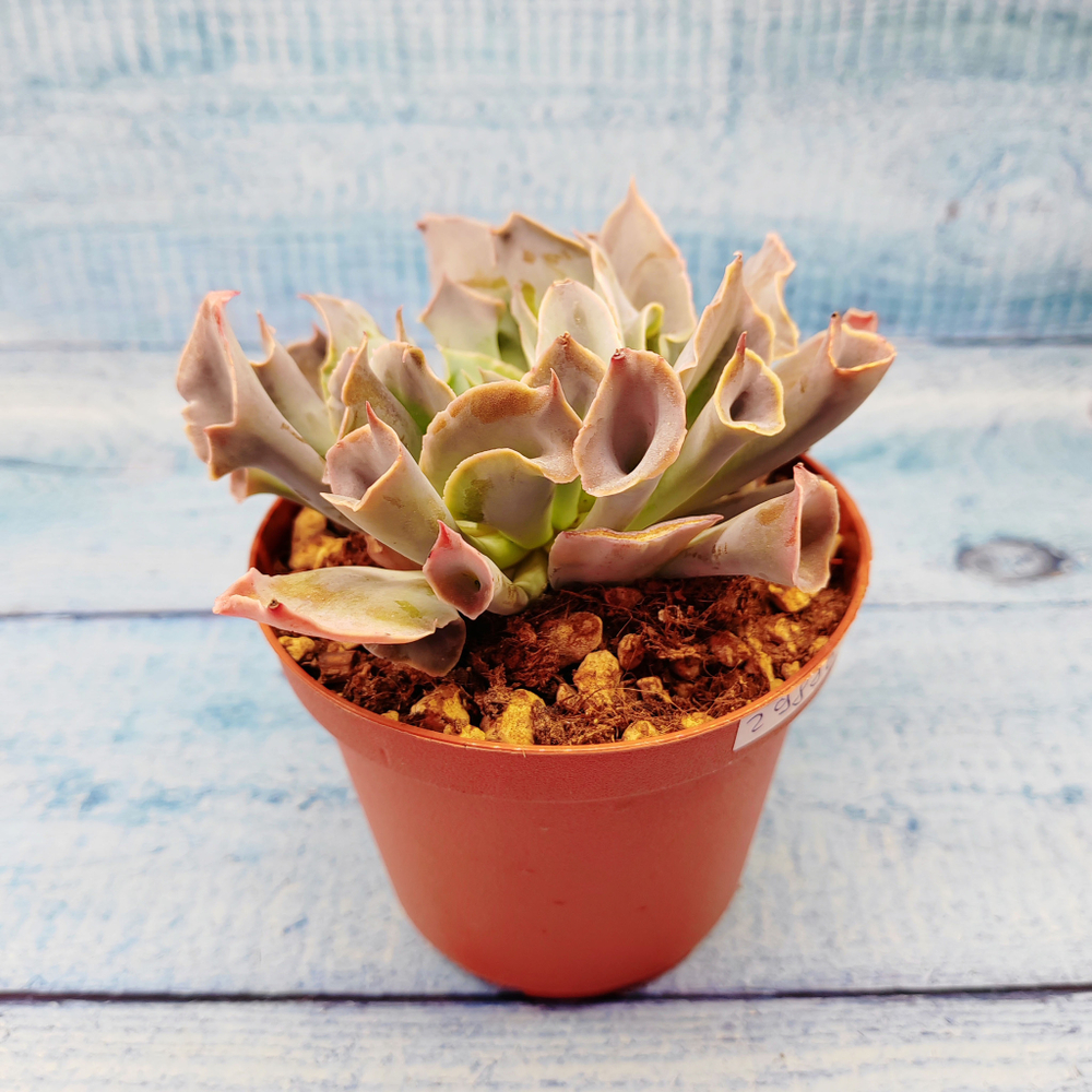 Echeveria Trumpet Pinky (Эхеверия)