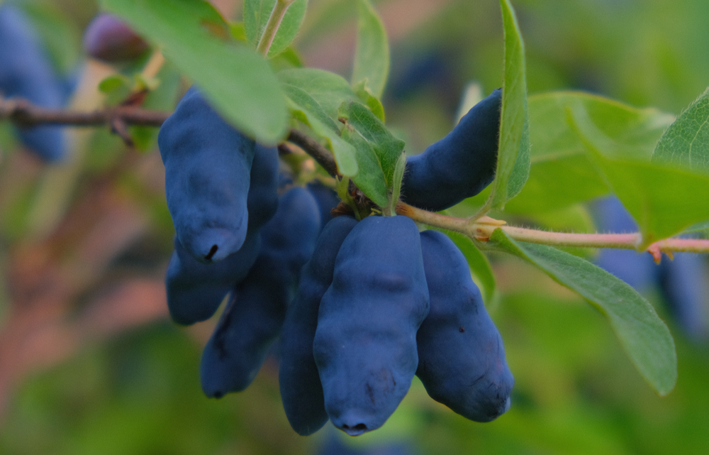 Жимолость Бакчарский Великан