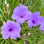 Руэллия простая – Ruellia simplex