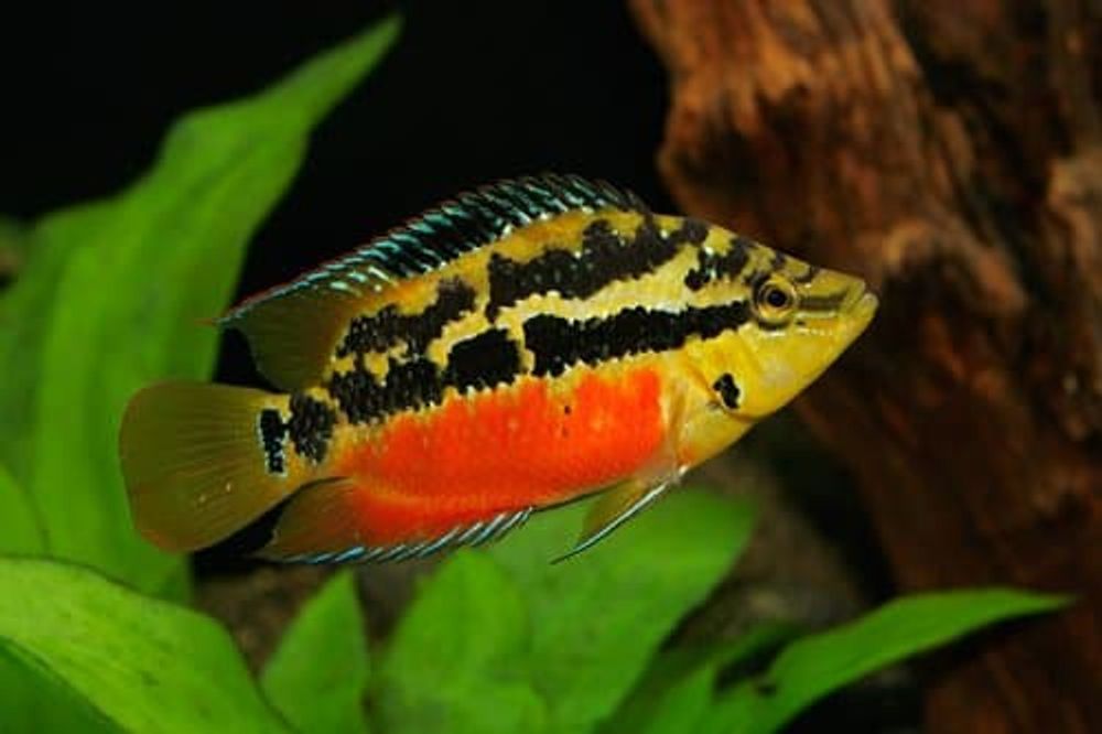 Цихлазома Сальвини (код943) Цихлазома Сальвини (код943)