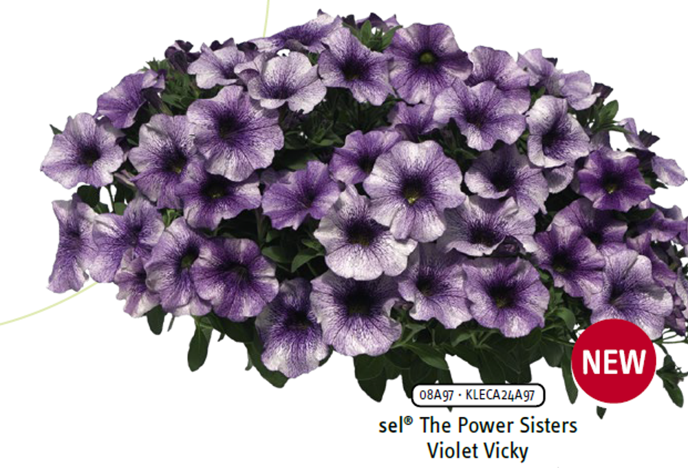 ЕВРО Петхоа Violet Vicky укорененный черенок ОКС начало декабря