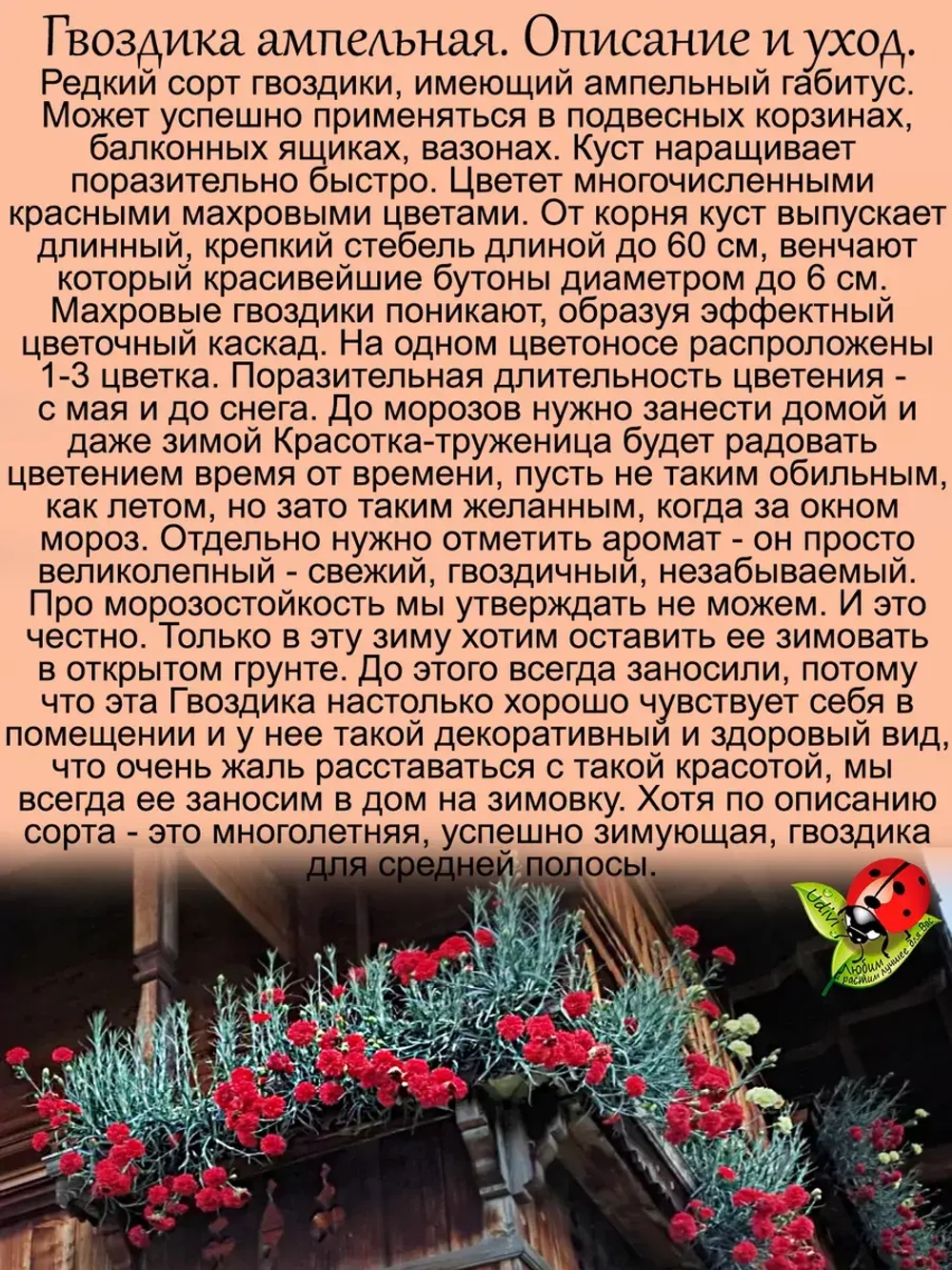 Гвоздика ампельная Ред красная ароматная